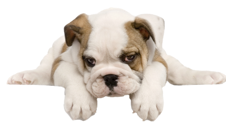 supplements-dog