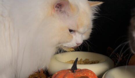 Pumpkin Gut Support photo review