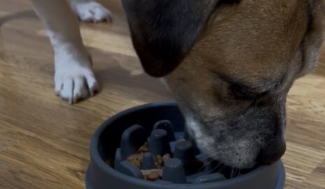 Slow mo Bowl photo review