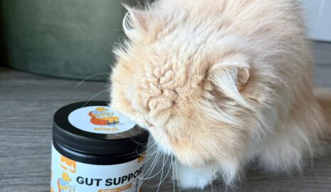 Pumpkin Gut Support photo review