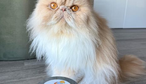 Pumpkin Gut Support photo review