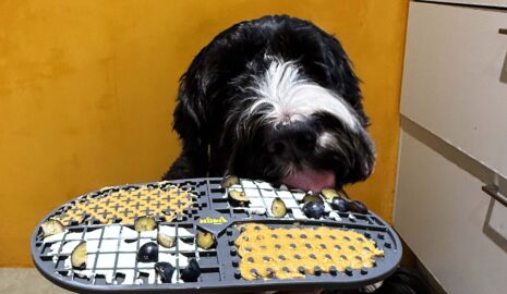 Ovalicious photo review