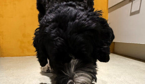 Ovalicious photo review