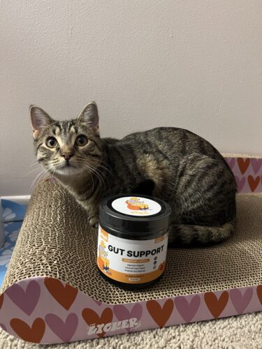 Pumpkin Gut Support photo review